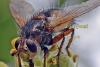 Tachina praeceps